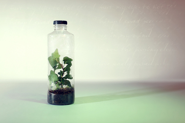 Ecosystem in a bottle 
